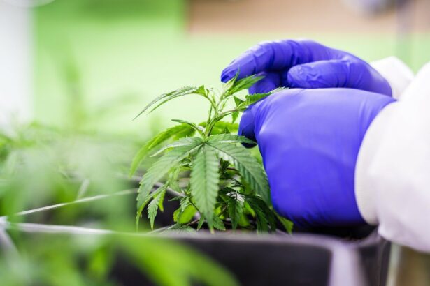 cbd 7665212 1280