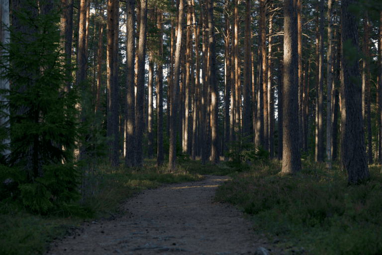 Waldbaden: Nachhaltige Auszeit im Schweizer Wald